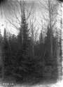 Forest scene, circa 1903