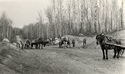 Men digging along a dirt road with horse-drawn carts, Lake Kakagi (Crow Lake), Ontario, Canada