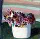 Pansies in a White Jar