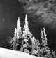 Snow on evergreen trees, photo 1