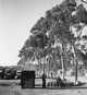 Army photographs, Tank Destroyer Unit: Parking lot at La Mesa, California